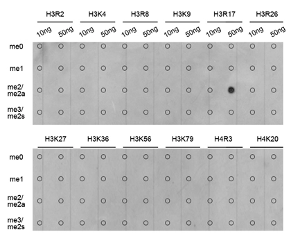 Dot blot analysis of all sorts of methylation peptides using GTX55484 Histone H3R17me2 (di-methyl Arg17) antibody.