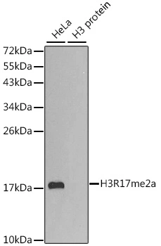 WB analysis of various sample lysates using GTX55484 Histone H3R17me2 (di-methyl Arg17) antibody. Loading : 25microg per lane