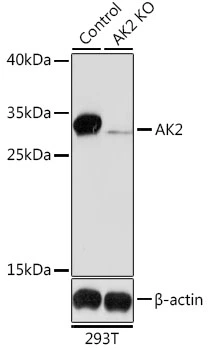 WB analysis of normal (control) and knockout (KO) 293T cell lysate using GTX55493 Adenylate kinase 2 antibody. Dilution : 1:1000 Loading : 25microg per lane WB analysis of normal (control) and knockout (KO) 293T cell lysate using GTX55493 Adenylate kinase 2 antibody. Dilution : 1:1000 Loading : 25microg per lane