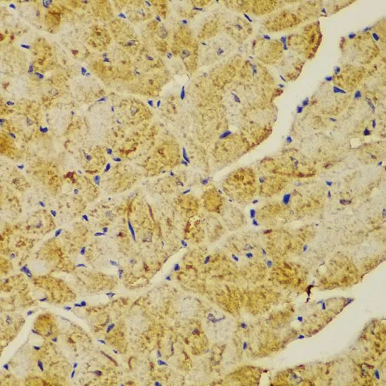IHC-P analysis of mouse heart tissue using GTX55505 alpha Actinin 1 antibody. Dilution : 1:100