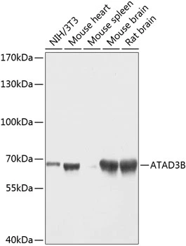 WB analysis of various sample lysates using GTX55522 ATAD3B antibody. Dilution : 1:1000 Loading : 25microg per lane WB analysis of various sample lysates using GTX55522 ATAD3B antibody. Dilution : 1:1000 Loading : 25microg per lane