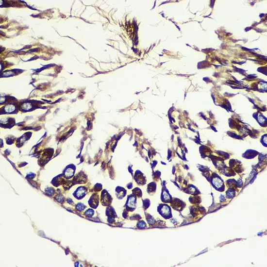 IHC-P analysis of rat testis tissue using GTX55523 ATG10 antibody. Dilution : 1:100