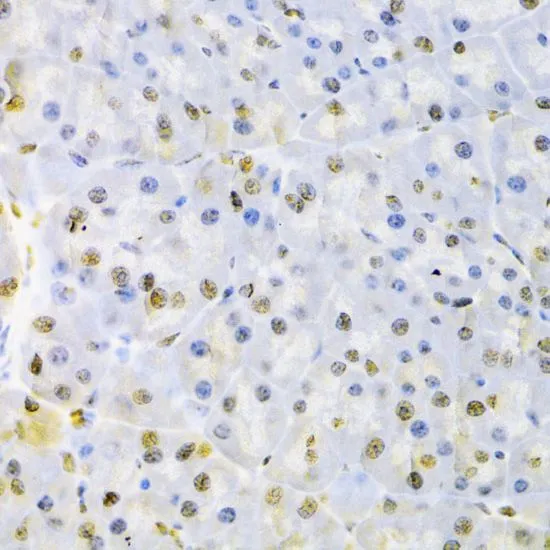 IHC-P analysis of mouse pancreas tissue using GTX55526 AUF1 antibody. Dilution : 1:100