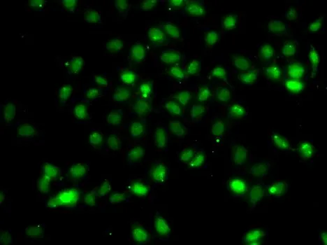 ICC/IF analysis of A549 cells using GTX55534 BCL6 antibody.