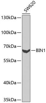 WB analysis of SW620 cell lysate using GTX55538 BIN1 antibody. The signal was developed with ECL plus-Enhanced. Dilution : 1:1000 Loading : 25microg per lane WB analysis of SW620 cell lysate using GTX55538 BIN1 antibody. The signal was developed with ECL plus-Enhanced. Dilution : 1:1000 Loading : 25microg per lane