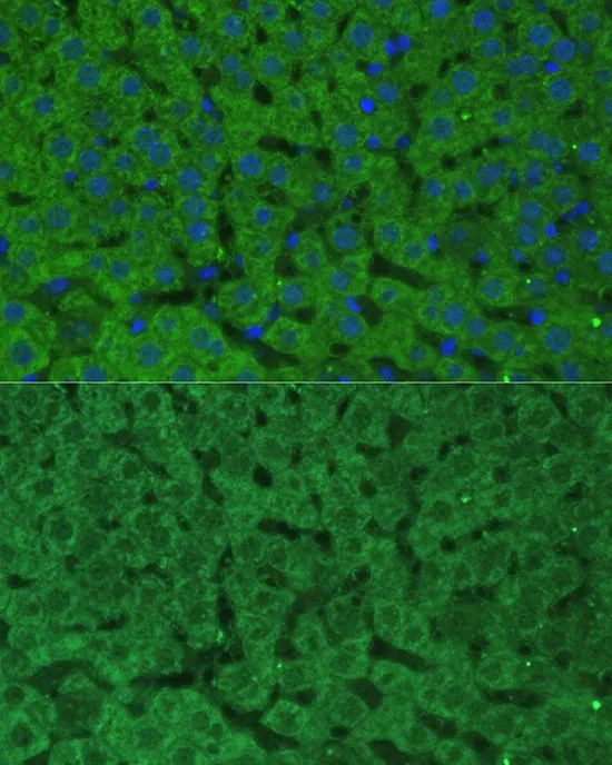 IHC-P analysis of rat liver tissue using GTX55551 CBS antibody. Blue : DAPI Dilution : 1:100
