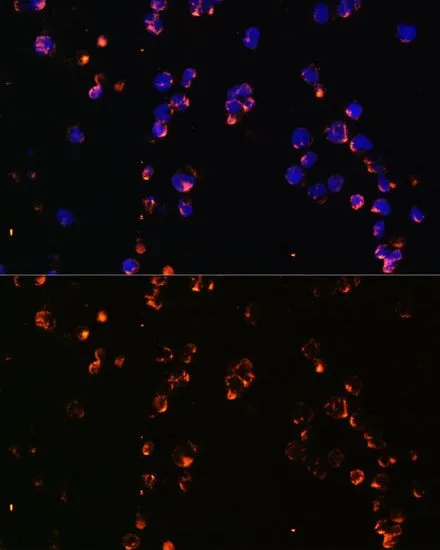 ICC/IF analysis of Jurkat cells using GTX55555 CD27 antibody. Blue : DAPI Dilution : 1:100