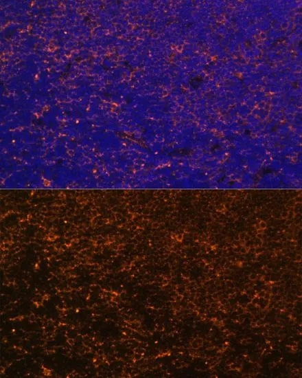 IHC-P analysis of mouse thymus tissue using GTX55555 CD27 antibody. Blue : DAPI Dilution : 1:100