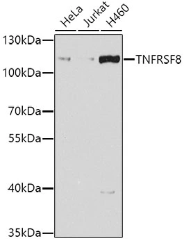 WB analysis of various sample lysates using GTX55557 CD30 antibody. Dilution : 1:1000 Loading : 25microg per lane WB analysis of various sample lysates using GTX55557 CD30 antibody. Dilution : 1:1000 Loading : 25microg per lane