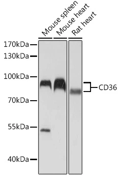 WB analysis of various sample lysates using GTX55559 CD36 antibody. Dilution : 1:1000 Loading : 25microg per lane WB analysis of various sample lysates using GTX55559 CD36 antibody. Dilution : 1:1000 Loading : 25microg per lane
