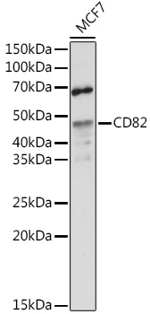 WB analysis of MCF7 cell lysate using GTX55563 CD82 antibody. Dilution : 1:500 Loading : 25microg per lane WB analysis of MCF7 cell lysate using GTX55563 CD82 antibody. Dilution : 1:500 Loading : 25microg per lane
