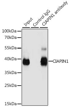 IP analysis of 293T cell lysate using GTX55572 CIAPIN1 antibody. Antibody amount : 3microg / 200microg lysate Dilution : 1:1000 IP analysis of 293T cell lysate using GTX55572 CIAPIN1 antibody. Antibody amount : 3microg / 200microg lysate Dilution : 1:1000
