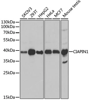 WB analysis of various sample lysates using GTX55572 CIAPIN1 antibody. Dilution : 1:1000 Loading : 25microg per lane