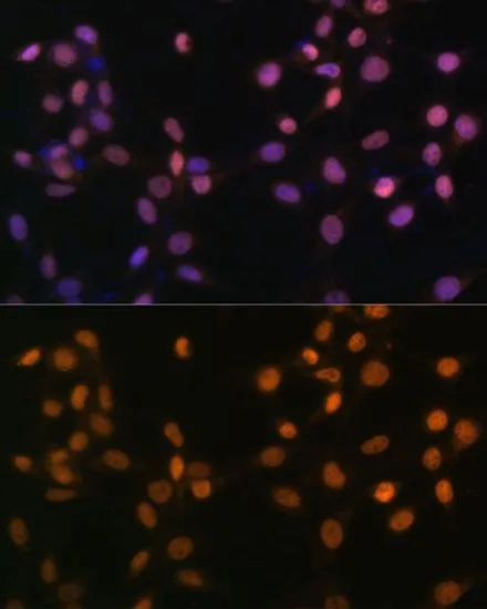 ICC/IF analysis of NIH/3T3 cells using GTX55573 c-Jun antibody. Blue : DAPI Dilution : 1:100