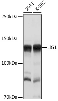 WB analysis of various sample lysates using GTX55590 DNA ligase I antibody. Dilution : 1:1000 Loading : 25microg per lane WB analysis of various sample lysates using GTX55590 DNA ligase I antibody. Dilution : 1:1000 Loading : 25microg per lane