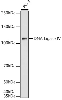 WB analysis of PC-3 whole cell lysate using GTX55592 DNA ligase IV antibody. Dilution : 1:1000 Loading : 25microg