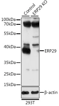 WB analysis of normal (control) and knockout (KO) 293T cell lysate using GTX55609 ERP29 antibody. Dilution : 1:1000 Loading : 25microg per lane WB analysis of normal (control) and knockout (KO) 293T cell lysate using GTX55609 ERP29 antibody. Dilution : 1:1000 Loading : 25microg per lane