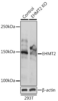 WB analysis of normal (control) and knockout (KO) 293T cell lysate using GTX55631 G9a antibody. Dilution : 1:1000 Loading : 25microg per lane WB analysis of normal (control) and knockout (KO) 293T cell lysate using GTX55631 G9a antibody. Dilution : 1:1000 Loading : 25microg per lane