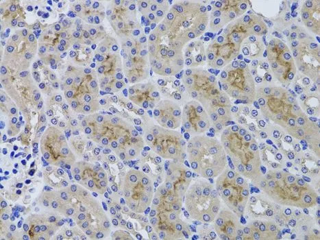 IHC-P analysis of mouse kidney tissue using GTX55638 GGT1 antibody. Dilution : 1:100