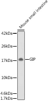 WB analysis of mouse small intestine tissue lysate using GTX55639 GIP antibody. Loading : 25 microg Dilution : 1:500