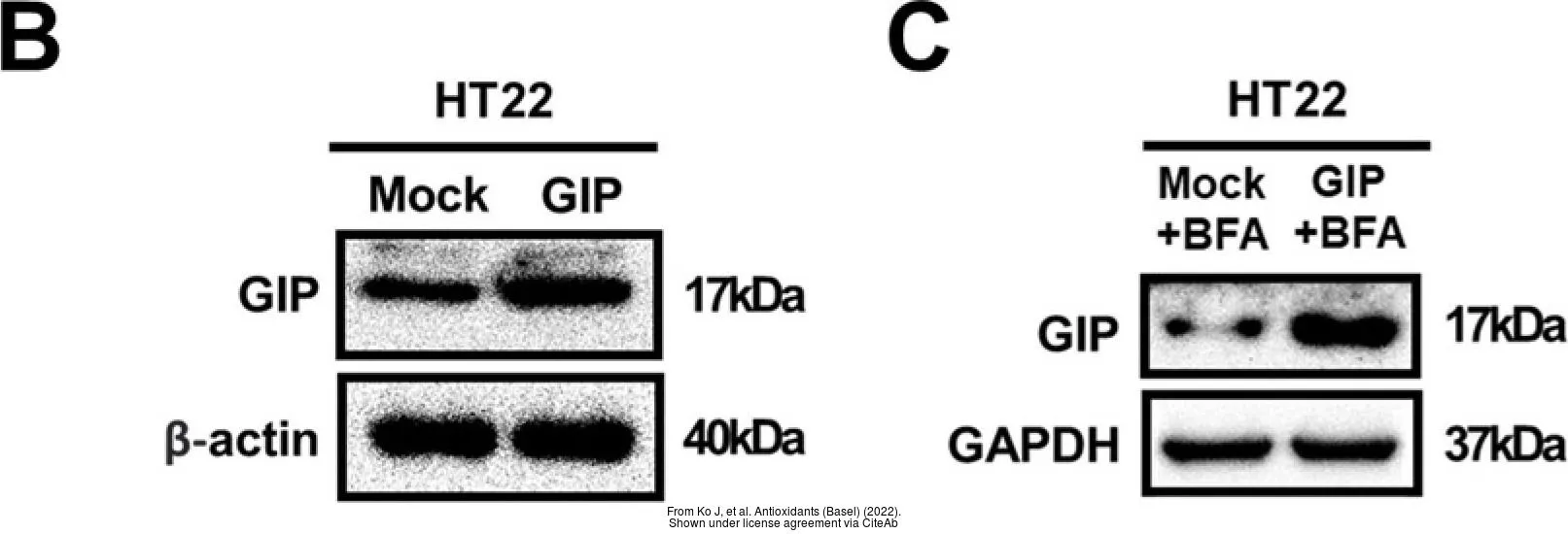 The data was published in the 2022 in Antioxidants (Basel). PMID: 35204073