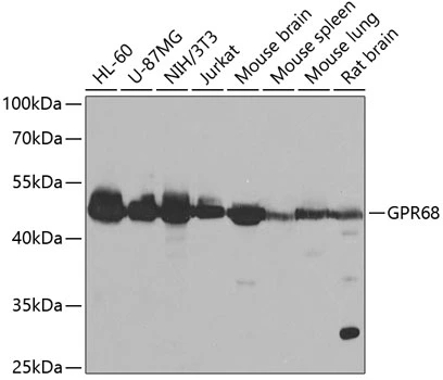 WB analysis of various sample lysates using GTX55646 GPR68 antibody. Dilution : 1:1000 Loading : 25microg per lane WB analysis of various sample lysates using GTX55646 GPR68 antibody. Dilution : 1:1000 Loading : 25microg per lane