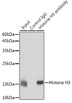 IP analysis of HeLa cell lysate using GTX55659 Histone H3 antibody. Antibody amount : 30ul / 1500microg lysate Dilution : 1:10000