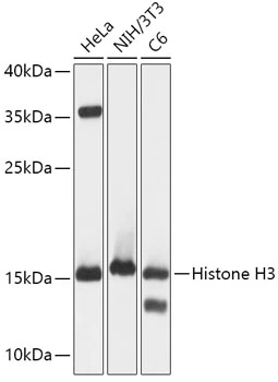 WB analysis of various sample lysates using GTX55659 Histone H3 antibody. Dilution : 1:1000 Loading : 25microg per lane