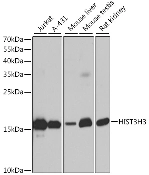 WB analysis of various sample lysates using GTX55659 Histone H3 antibody. Dilution : 1:1000 Loading : 25microg per lane