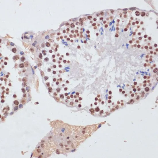 IHC-P analysis of mouse testis tissue using GTX55659 Histone H3 antibody. Dilution : 1:100
