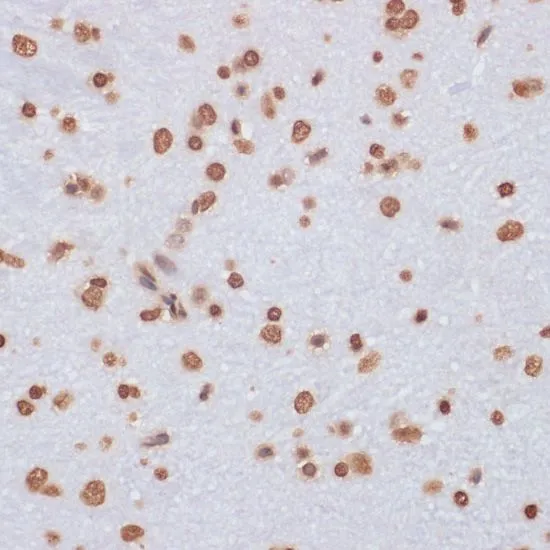 IHC-P analysis of rat brain tissue using GTX55659 Histone H3 antibody. Dilution : 1:100