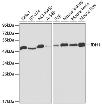WB analysis of various sample lysates using GTX55670 IDH1 antibody. Dilution : 1:1000 Loading : 25microg per lane