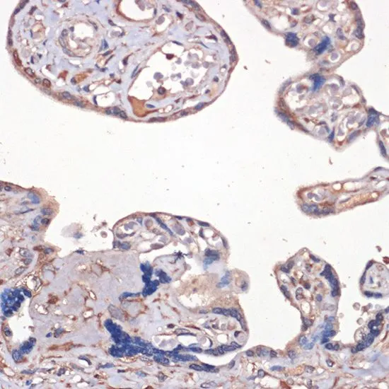 IHC-P analysis of human placenta tissue using GTX55671 IGF2 antibody. Dilution : 1:100