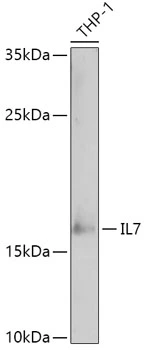 WB analysis of THP-1 cell lysate using GTX55679 IL7 antibody. The signal was developed with ECL plus-Enhanced. Dilution : 1:1000 Loading : 25microg per lane WB analysis of THP-1 cell lysate using GTX55679 IL7 antibody. The signal was developed with ECL plus-Enhanced. Dilution : 1:1000 Loading : 25microg per lane