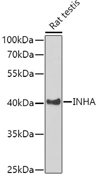 WB analysis of rat testis tissue lysate using GTX55680 Inhibin alpha antibody. Dilution : 1:1000 Loading : 25microg per lane WB analysis of rat testis tissue lysate using GTX55680 Inhibin alpha antibody. Dilution : 1:1000 Loading : 25microg per lane