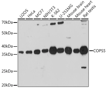 WB analysis of various sample lysates using GTX55683 Jab1 antibody. Dilution : 1:1000 Loading : 25microg per lane WB analysis of various sample lysates using GTX55683 Jab1 antibody. Dilution : 1:1000 Loading : 25microg per lane