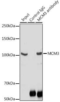 IP analysis of NIH/3T3 cell lysate using GTX55699 MCM3 antibody. Antibody amount : 3microg / 300microg lysate Dilution : 1:1000 IP analysis of NIH/3T3 cell lysate using GTX55699 MCM3 antibody. Antibody amount : 3microg / 300microg lysate Dilution : 1:1000