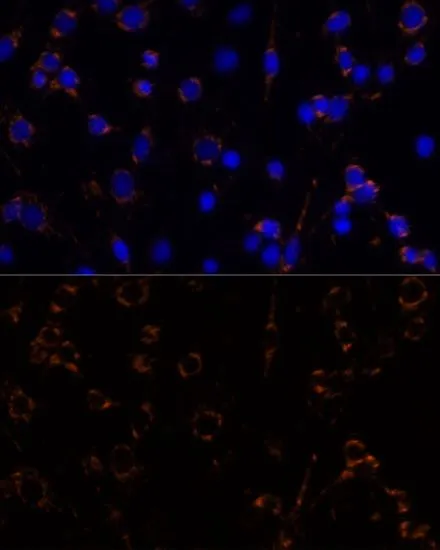 ICC/IF analysis of C6 cells using GTX55700 MDH2 antibody. Blue : DAPI Dilution : 1:100