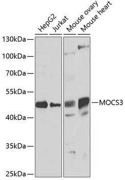 WB analysis of various sample lysates using GTX55710 MOCS3 antibody. Dilution : 1:1000 Loading : 25microg per lane WB analysis of various sample lysates using GTX55710 MOCS3 antibody. Dilution : 1:1000 Loading : 25microg per lane