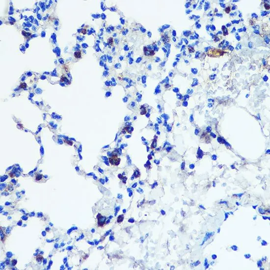 IHC-P analysis of mouse lung tissue using GTX55711 Monoamine Oxidase B antibody. Dilution : 1:100