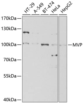 WB analysis of various sample lysates using GTX55715 MVP/LRP antibody. Dilution : 1:1000 Loading : 25microg per lane