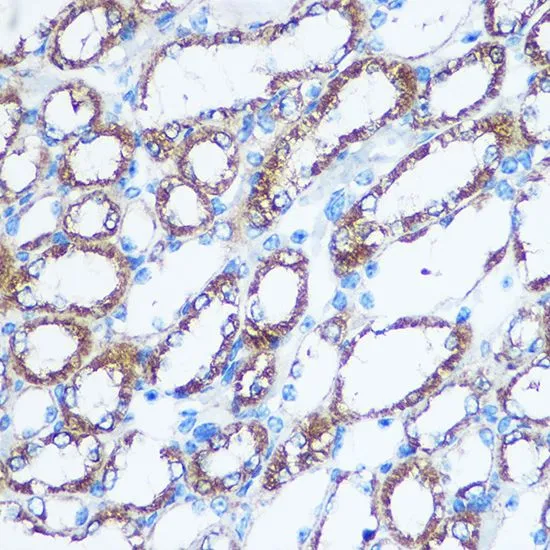 IHC-P analysis of mouse kidney tissue using GTX55727 nm23-H1 antibody. Dilution : 1:100