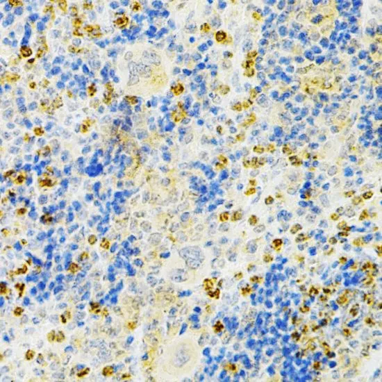 IHC-P analysis of mouse spleen tissue using GTX55734 OPG antibody. Dilution : 1:200