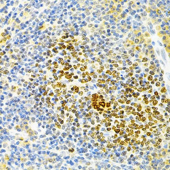 IHC-P analysis of rat spleen tissue using GTX55734 OPG antibody. Dilution : 1:200