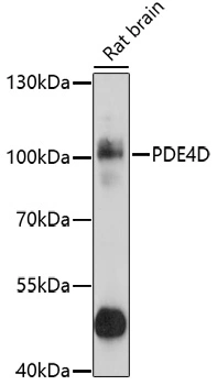 WB analysis of rat brain tissue lysate using GTX55741 PDE4D antibody. Dilution : 1:1000 Loading : 25microg per lane WB analysis of rat brain tissue lysate using GTX55741 PDE4D antibody. Dilution : 1:1000 Loading : 25microg per lane