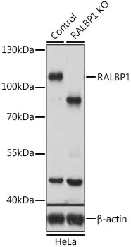 WB analysis of normal (control) and knockout (KO) HeLa cell lysate using GTX55774 RalBP1 antibody. Dilution : 1:500 Loading : 25microg per lane