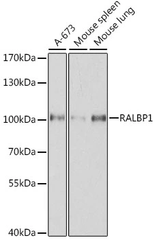 WB analysis of various sample lysates using GTX55774 RalBP1 antibody. Dilution : 1:500 Loading : 25microg per lane