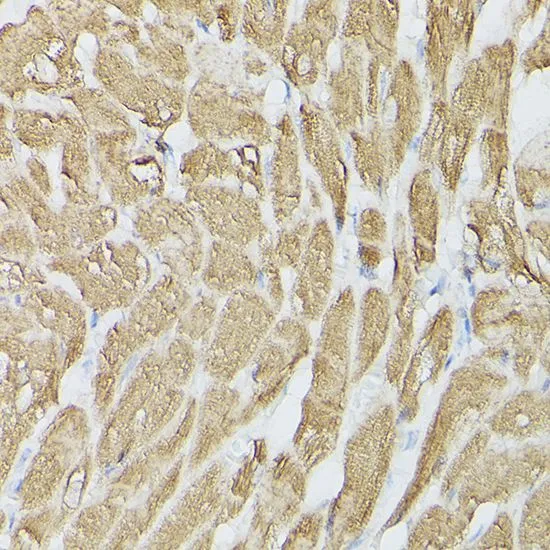 ICC/IF analysis of HeLa cells using GTX55790 SERCA2 ATPase antibody. Blue : DAPI