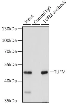 IP analysis of 293T cell lysate using GTX55825 TUFM antibody. Antibody amount : 3microg / 200microg lysate Dilution : 1:1000 IP analysis of 293T cell lysate using GTX55825 TUFM antibody. Antibody amount : 3microg / 200microg lysate Dilution : 1:1000