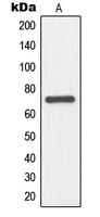 WB analysis of HepG2 (A) whole cell lysates using GTX55916 NFE2L3 antibody. WB analysis of HepG2 (A) whole cell lysates using GTX55916 NFE2L3 antibody.